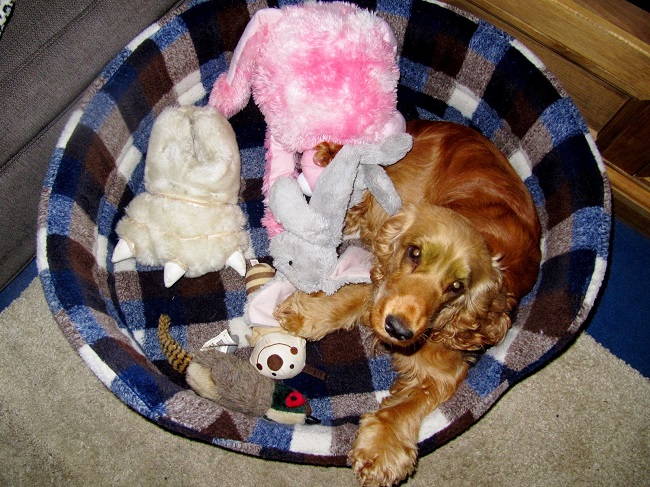 Cocker Spaniel lying on its bed with its toys