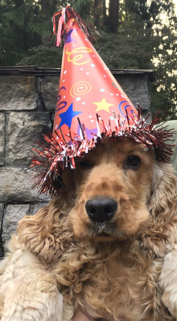 Cocker Spaniel wearing a birthday hat