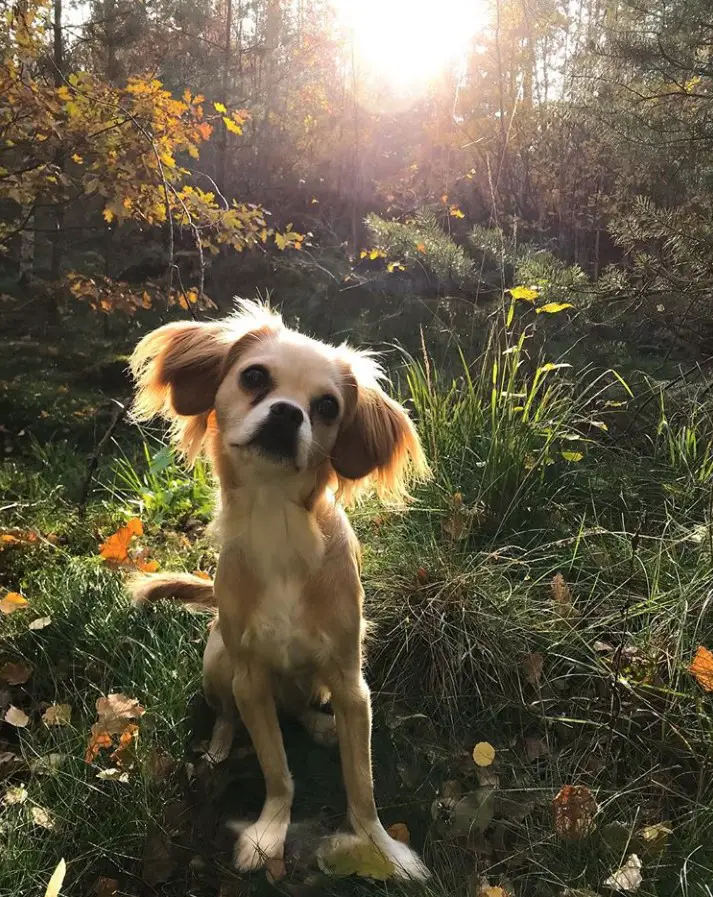 Chispaniel tilting its head while sitting in the middle of the forest with sunlight behind him