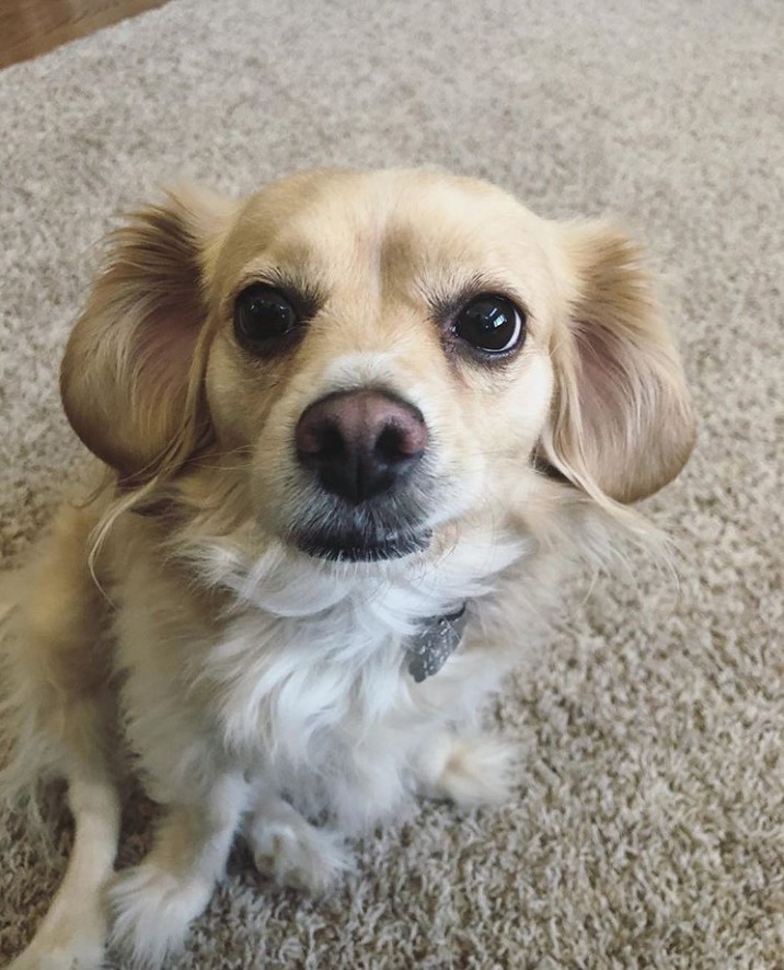 Chispaniel sitting on the carpet with its adorable face