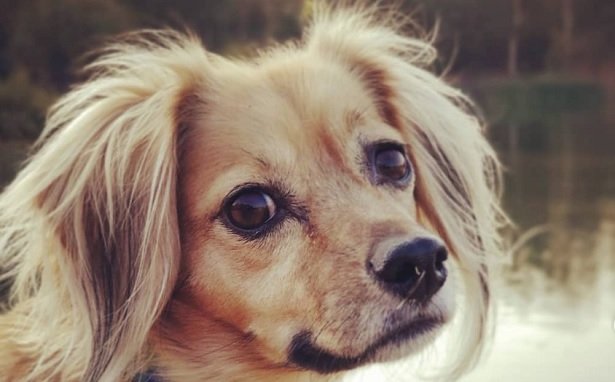 cocker spaniel x chihuahua