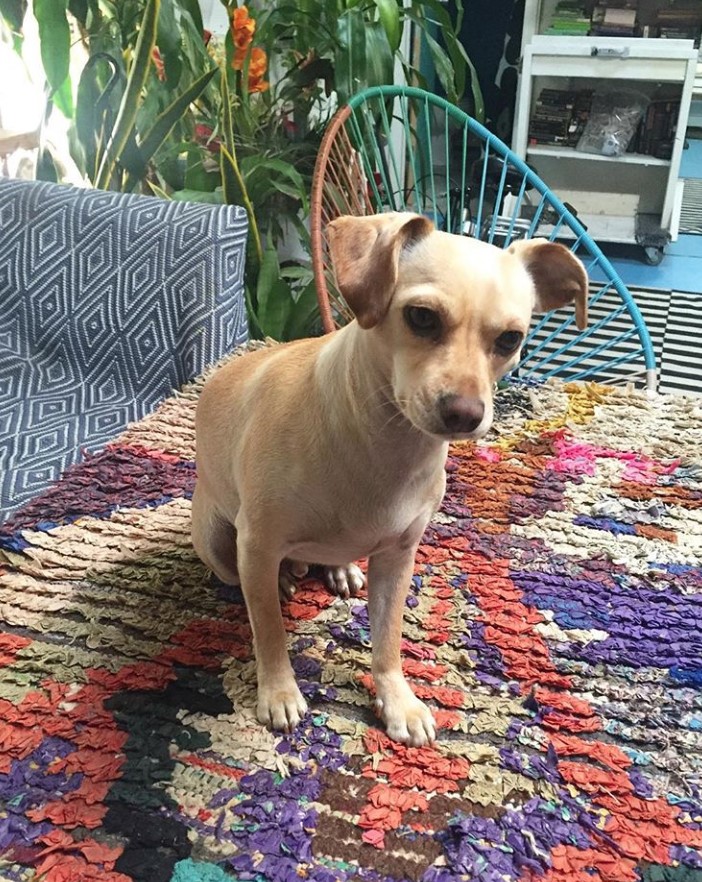 Chi Cocker dog standing on a colorful table