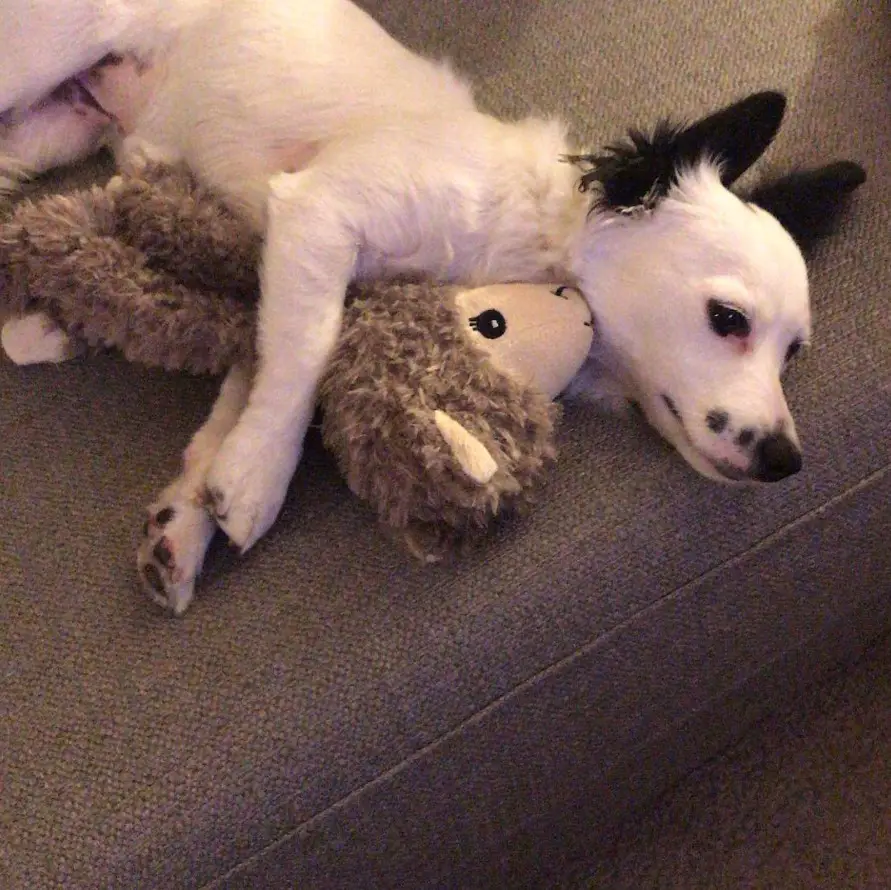 Chi Cocker lying on the couch while hugging its sheep stuffed toy