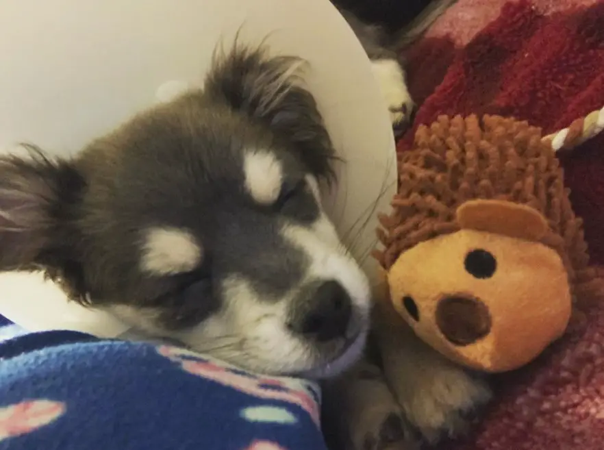 sleeping Chi-Spaniel next to its stuffed toy