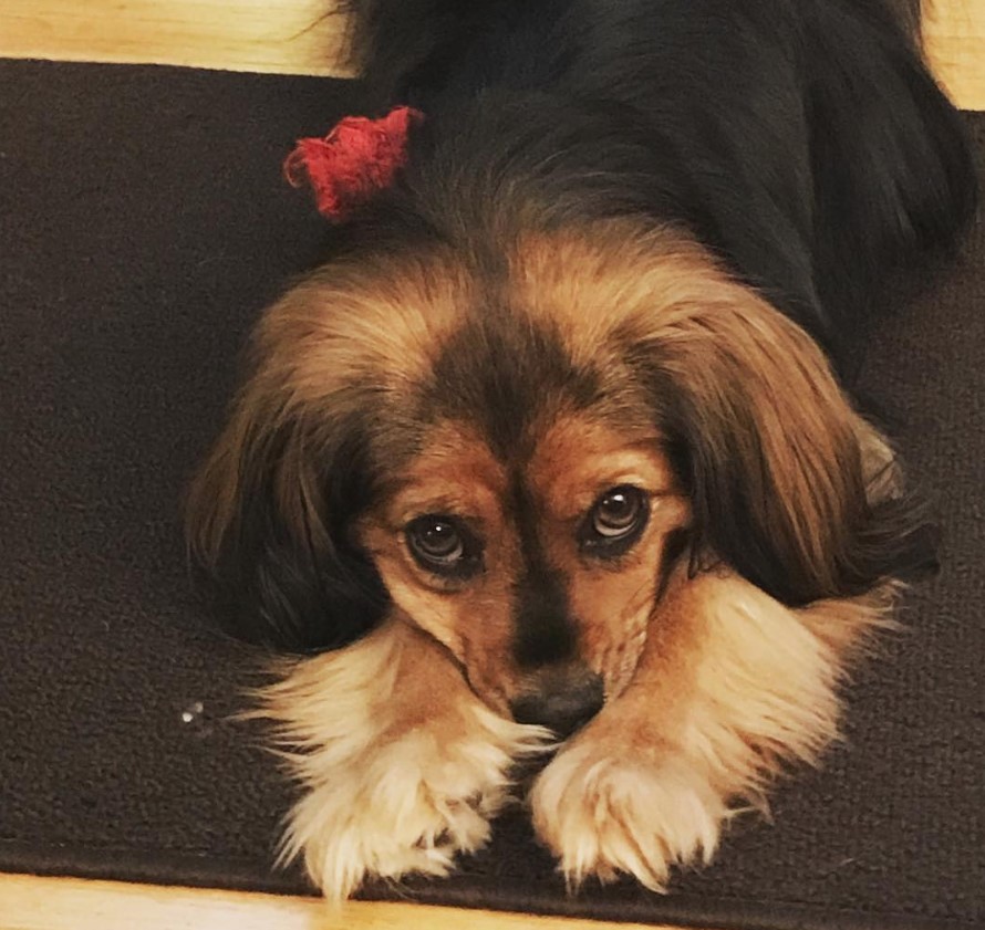 Chi-Spaniel dog lying on the floor with its hands on the side of her face while staring with its begging eyes