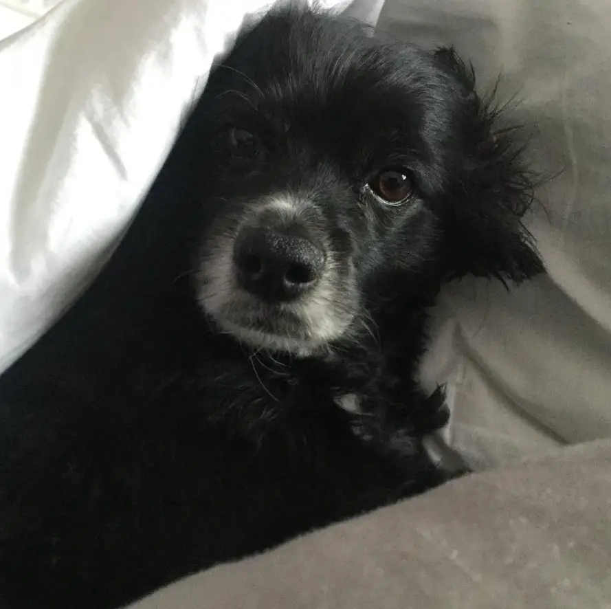 sleepy Chi-Spaniel puppy snuggled up in bed
