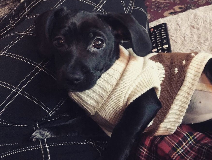 black Chispaniel wearing a cream and brown colored sweater while lying on its bed