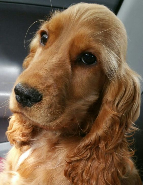 Cocker Spaniel sitting on the car seat