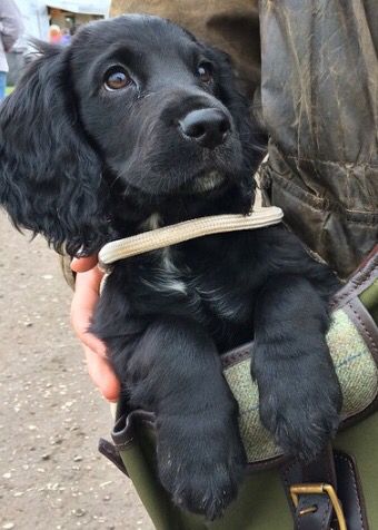 black Cocker Spaniel inside a bag