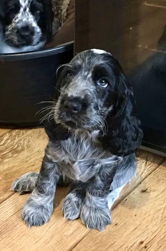 black and white Cocker Spaniel puppy sitting on the wooden floor