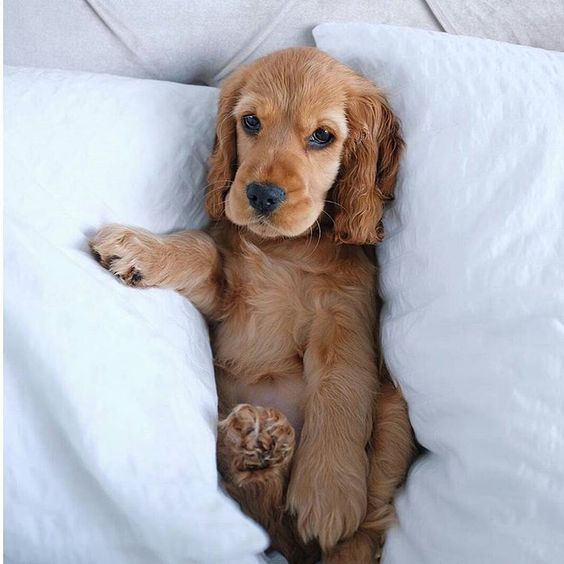 Cocker Spaniel puppy lying in bed in between two pillows