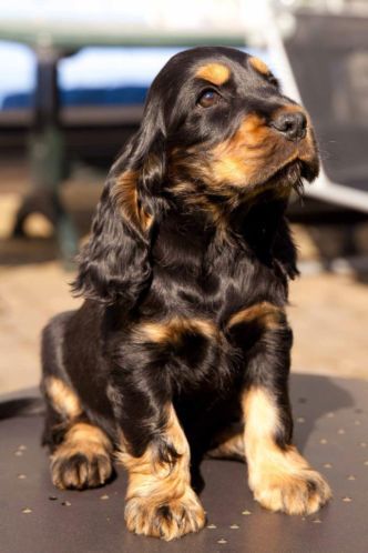 Cocker Spaniel sitting on top of the table