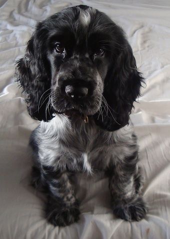 black Cocker Spaniel sitting on the bed