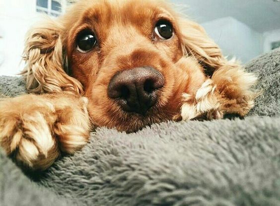 adorable face of Cocker Spaniel on the bed