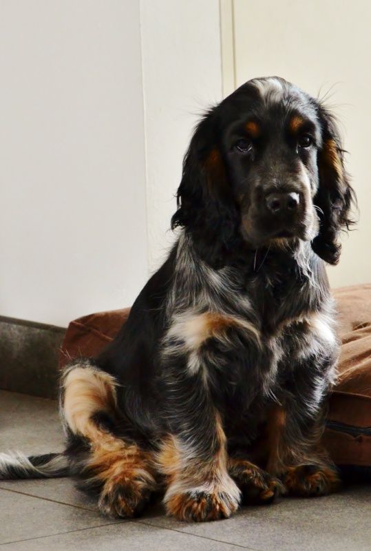 Cocker Spaniel sitting on the floor