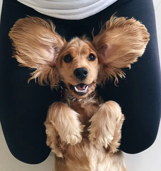 Cocker Spaniel lying on its back against its owner's thighs while its ears are spread out