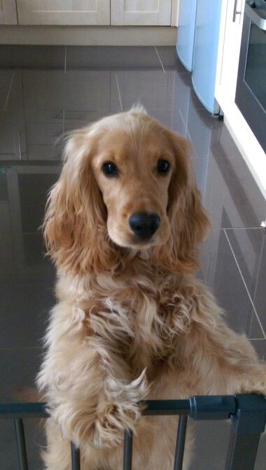 Cocker Spaniel standing behind the fence