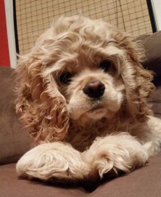 Cocker Spaniel puppy lying on the couch