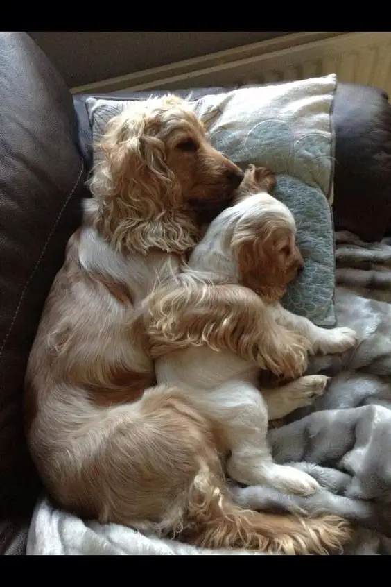 two Cocker Spaniels lying on its side in the couch