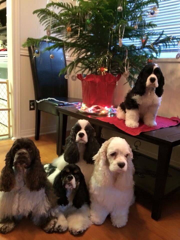 five Cocker Spaniel sitting on the floor and in the table below the christmas tree