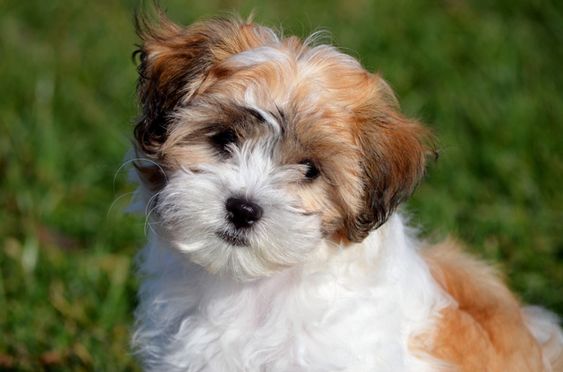 adorable Cock-A-Tzu sitting on the green grass