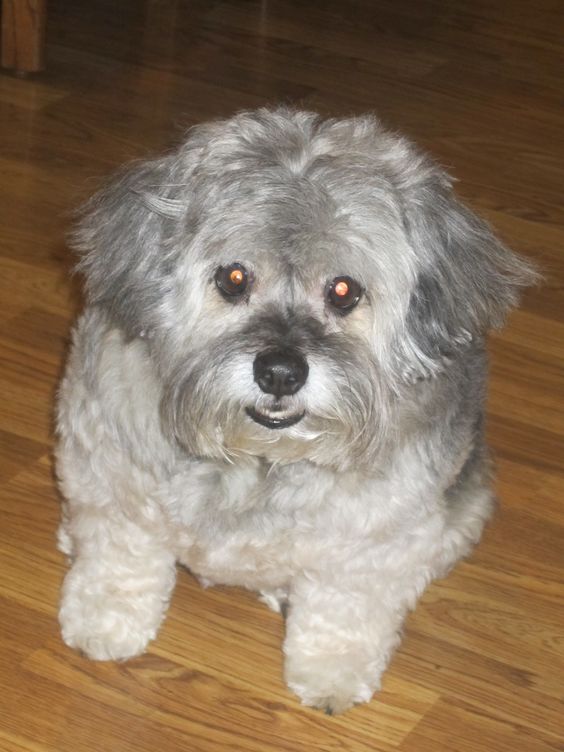 Cock-A-Tzu sitting on the floor at night