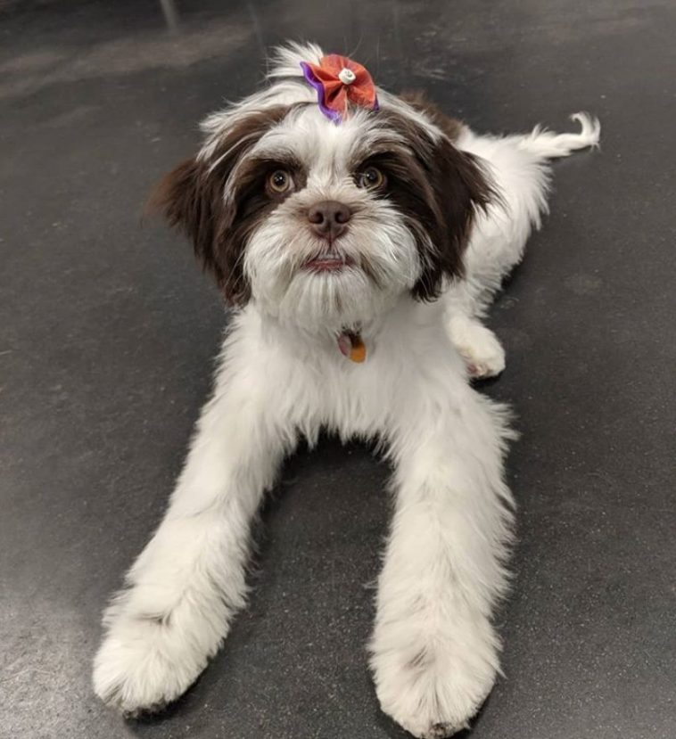 Cock-A-Tzu with a red and purple ribbon on top of its head while lying down on the floor