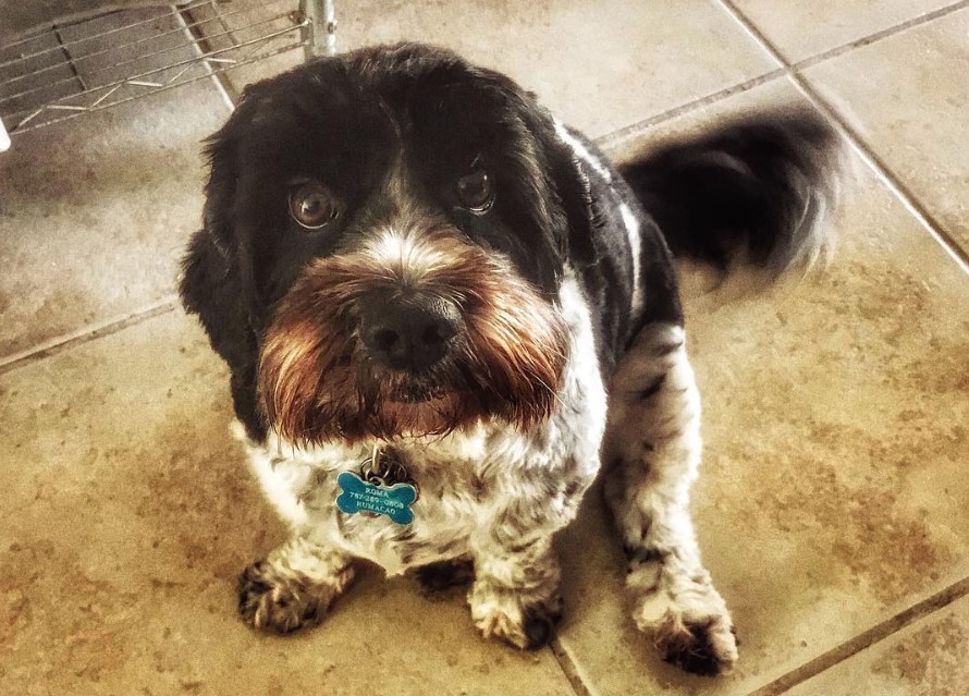 Cock-A-Tzu sitting on the floor while looking up with its begging face