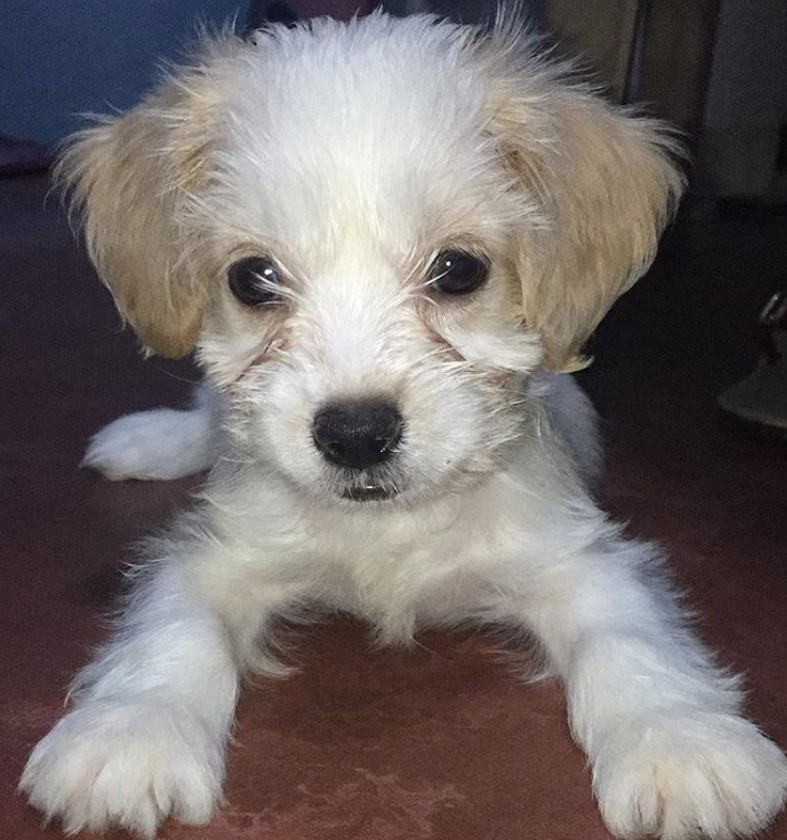 Cocker Spaniel Shih Tzu mix puppy lying down on the floor