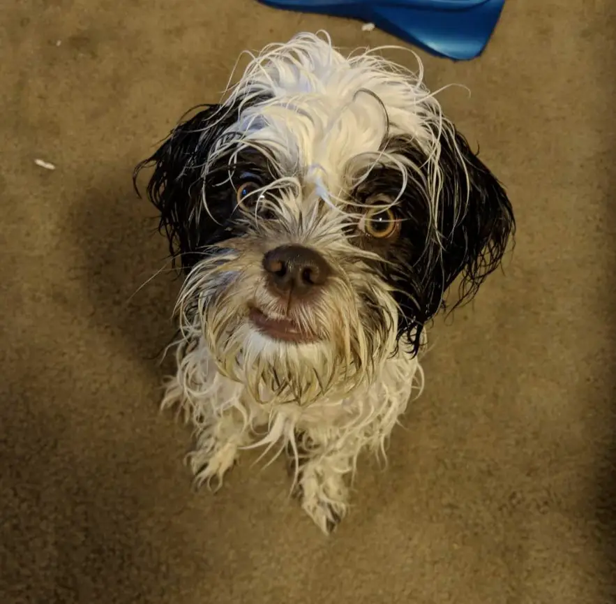 Cock-A-Tzu with wet hair sitting on the floor