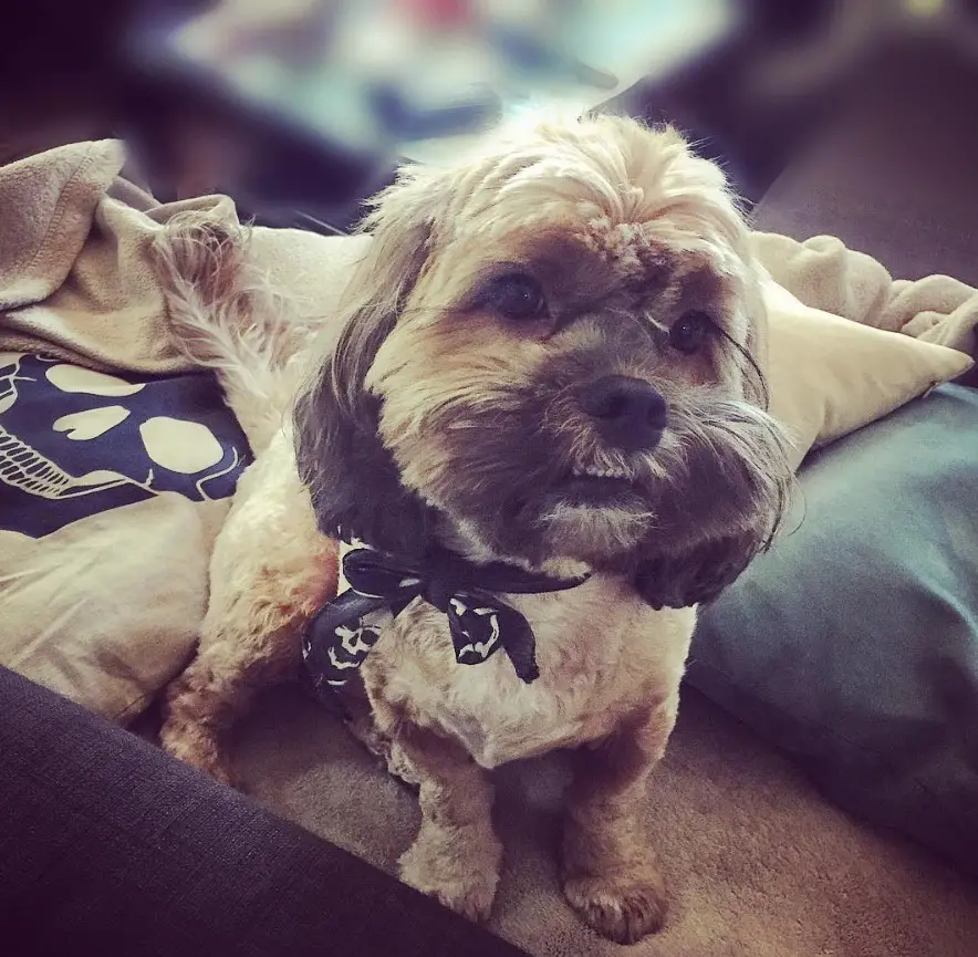 Cock-A-Tzu sitting on the couch with pillows behind him