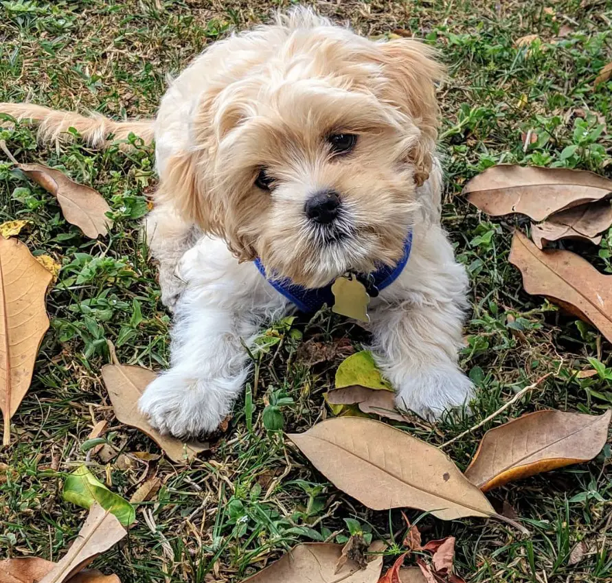 Cocker Spaniel Shih Tzu mix puppy lying down on the grass with fallen dried leaves