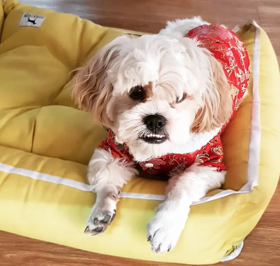 Cock-A-Tzu wearing a red dress while lying on its yellow bed bed