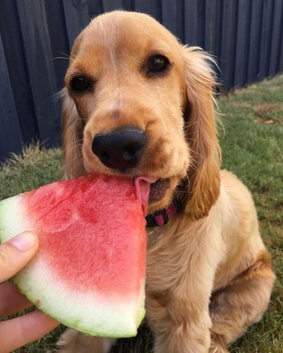 21+ Foods Cocker Spaniels Go Crazy For The Paws