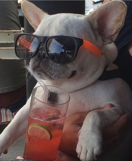 A French Bulldog wearing sunglasses while sitting on the lap of a woman and with a drink in front of him