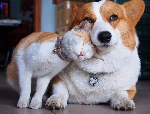 Corgi lying down on the floor while a cat is leaning its head against his cheeks