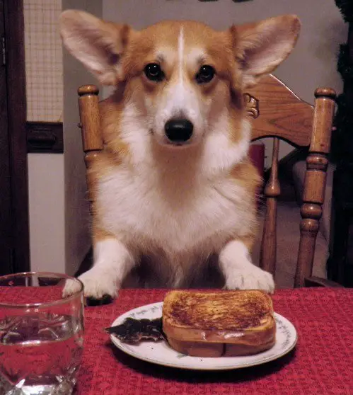 A Corgi sitting at the table in front of its toasted bread