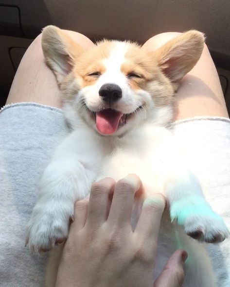 happy Corgi puppy getting some belly rubs while lying on its owner's lap