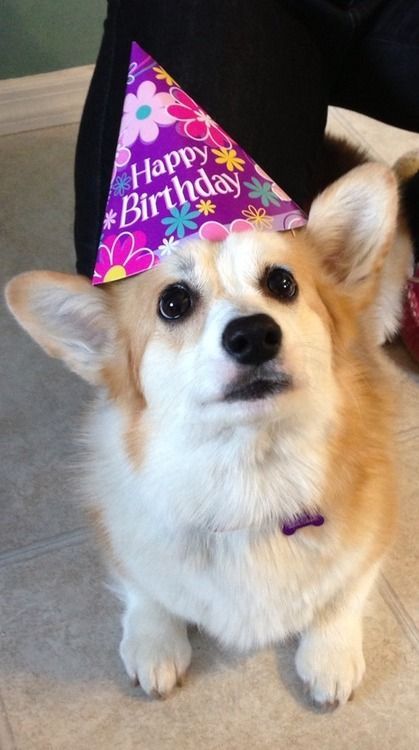 A Corgi wearing a birthday cone hat while sitting on the floor and looking up with its begging eyes