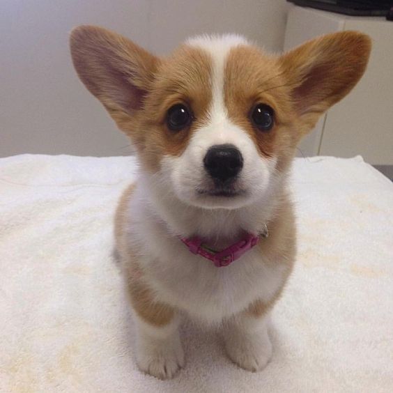 A Corgi puppy sitting on top of the bed with its begging face