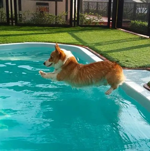 Corgi jumping towards the pool