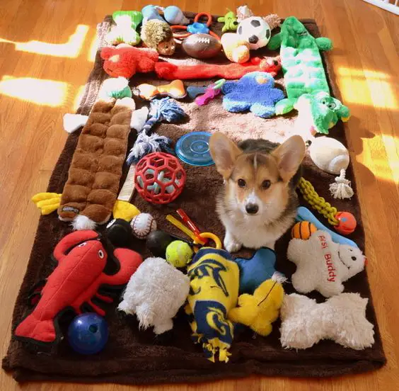 A Corgi sitting on a towel with its toys