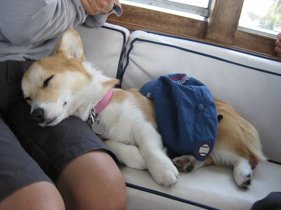 Corgi puppy sleeping on the sofa with its head resting on top its owner's lap