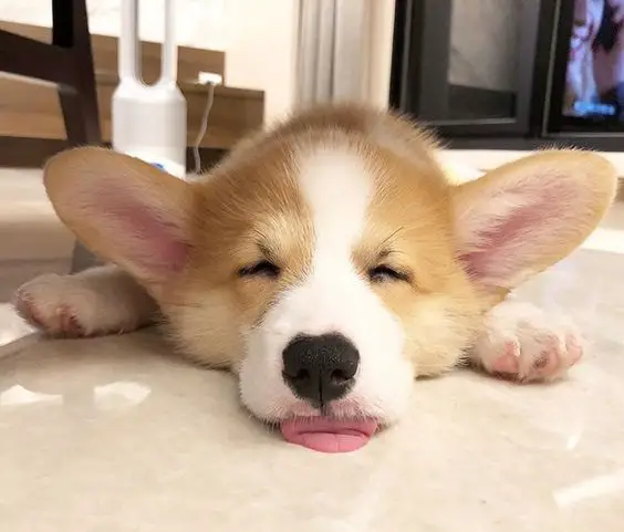 Corgi puppy lying down on the floor sleeping with its small tongue out