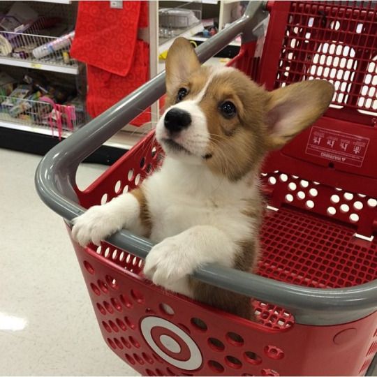 A Corgi puppy in a shopping cart while looking up with its adorable eyes