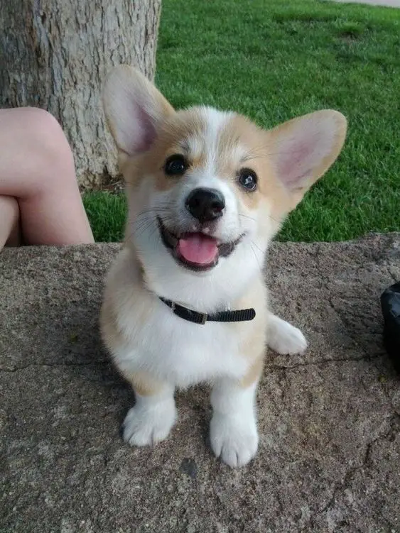 smiling Corgi puppy on top of the cement bench at the park