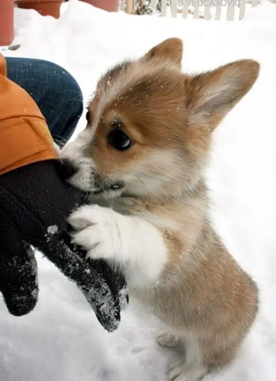Corgi puppy standing up leaning against its owner's hands wearing gloves outdoors in snow