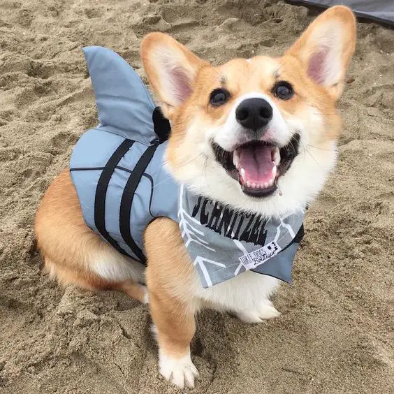 A Corgi wearing a shark life jacket while sitting in the sand