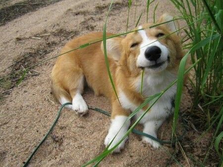 A Corgi lying in the sand behind the grass while smiling