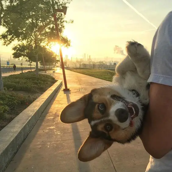 a man walking in the street while carrying a Corgi showing its funny face